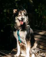 Чудесная собака в поисках семьи