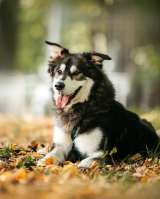 Чудесная собака в поисках семьи