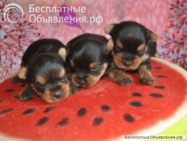 Щенки йоркширского терьера