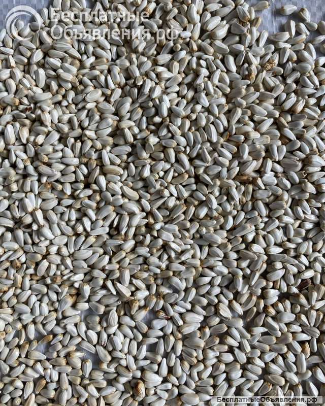 Сафлор 99% остаток 10 тн