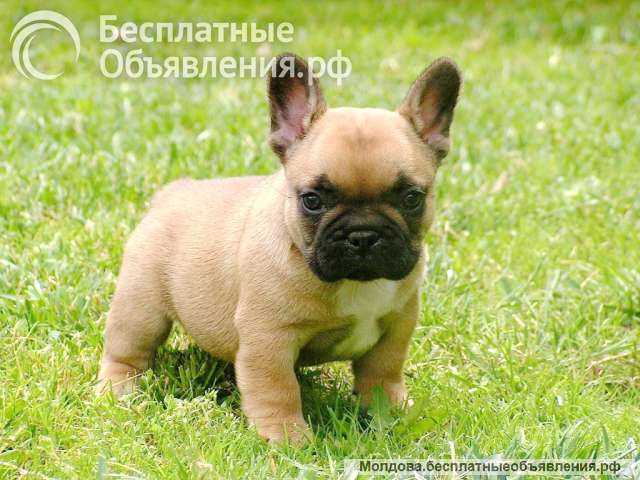 Шикарные малыши французского бульдога
