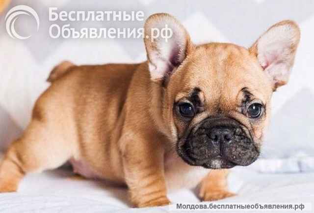 Шикарные малыши французского бульдога