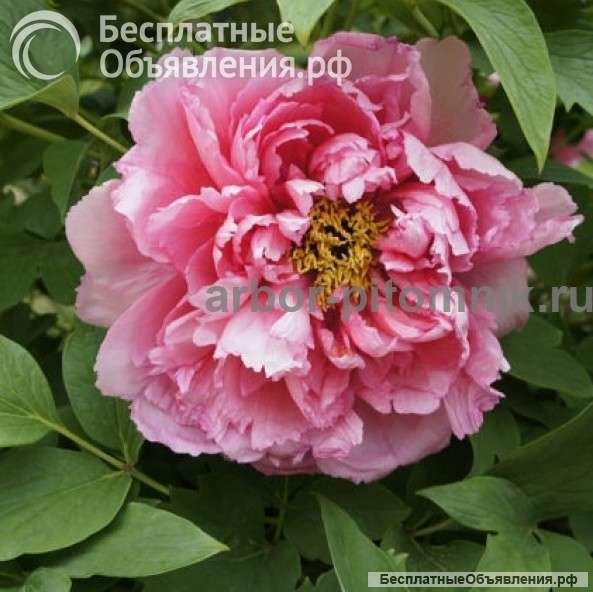 Саженцы пионов купить в Москве, пионы в горшках для посадки из интернет магазина