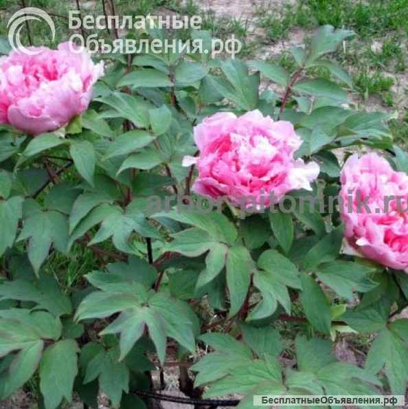 Саженцы пионов купить в Москве, пионы в горшках для посадки из интернет магазина