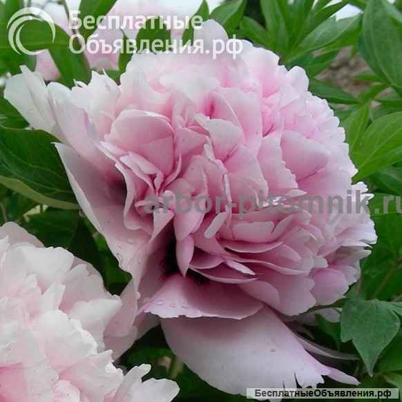 Саженцы пионов купить в Москве, пионы в горшках для посадки из интернет магазина