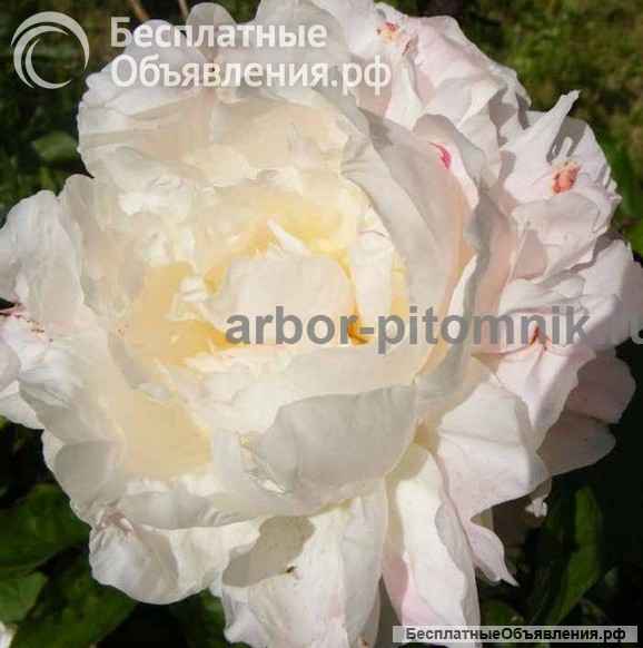 Саженцы пионов купить в Москве, пионы в горшках для посадки из интернет магазина