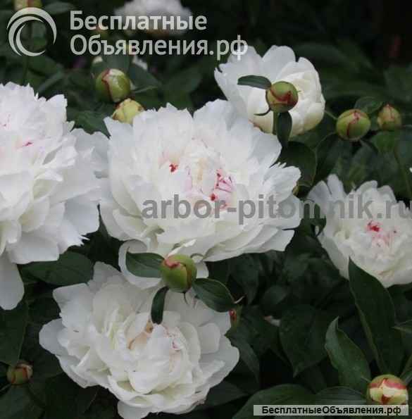 Саженцы пионов купить в Москве, пионы в горшках для посадки из интернет магазина