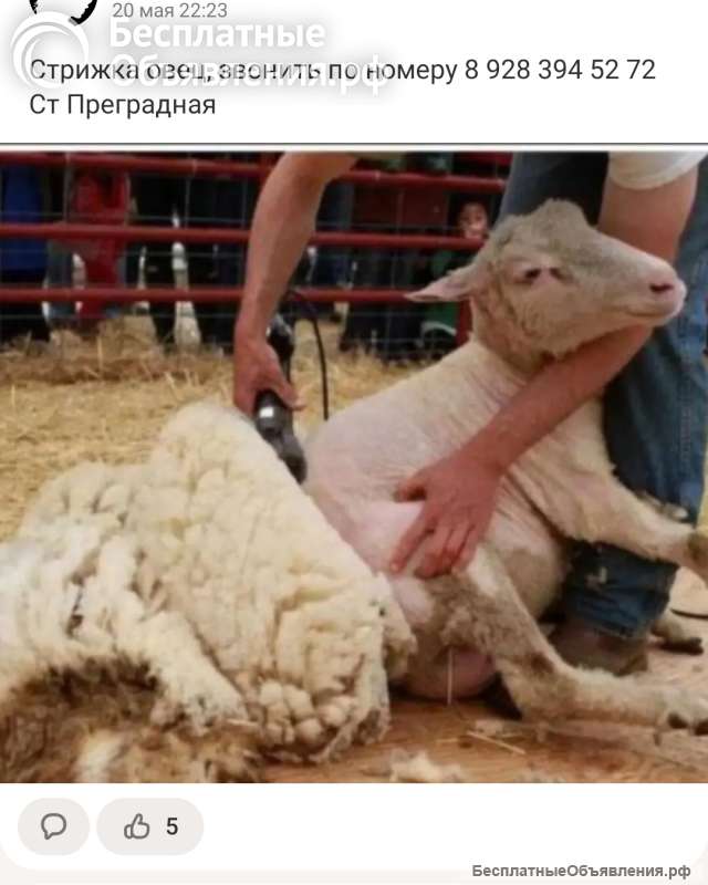 Стрижка оаец