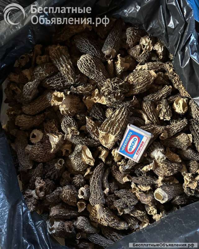 Сухой конический сморчок