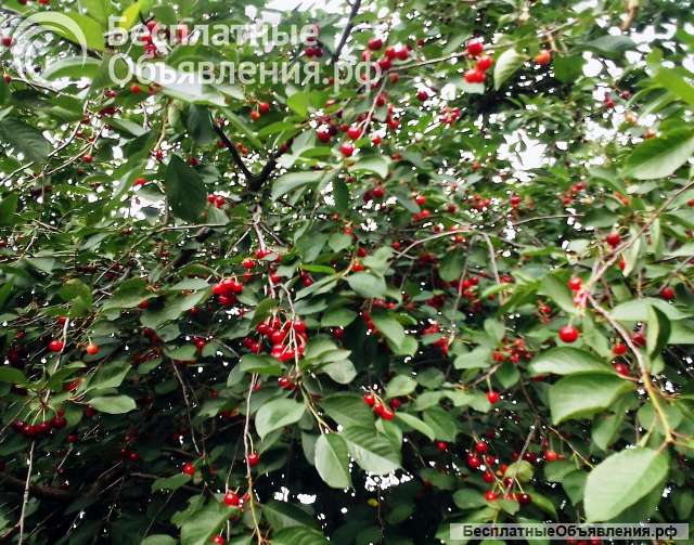 Вишню крупную, сочную, сладкую Шпанку