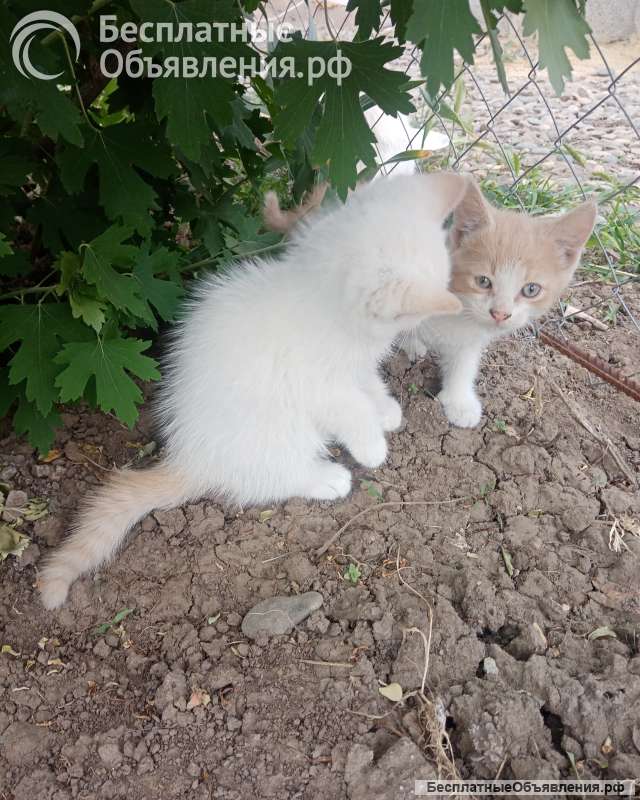 Отдам в добрые руки котят