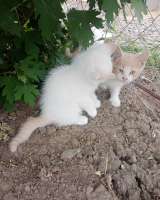 Отдам в добрые руки котят