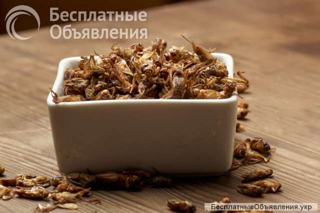 Корм для стрижей и других насекомоядных птиц, кормовые насекомые живые и замороженные