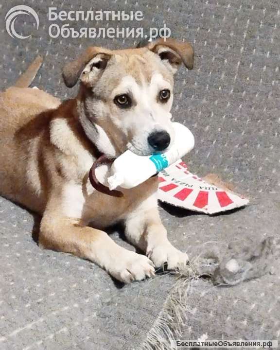 Некрупный ласковый щенок Алекс, будущий охранник в добрые руки