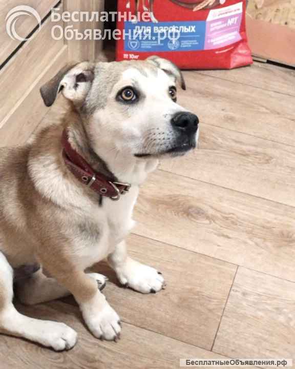 Некрупный ласковый щенок Алекс, будущий охранник в добрые руки