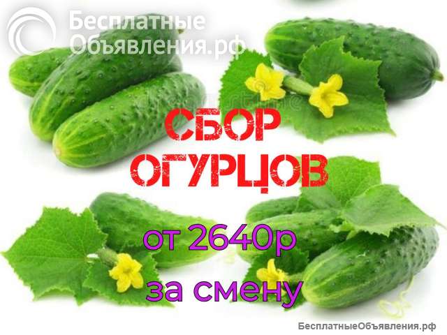 Вахта 15/15 Сборщик огурцов, помидор с Проживанием