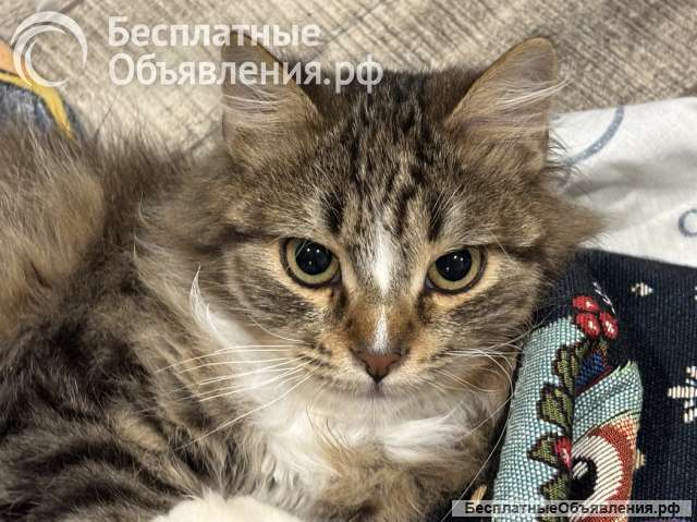 Очаровательные котята Василий и Багира ищут свои семьи