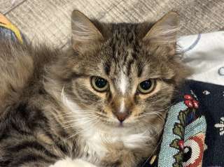 Очаровательные котята Василий и Багира ищут свои семьи