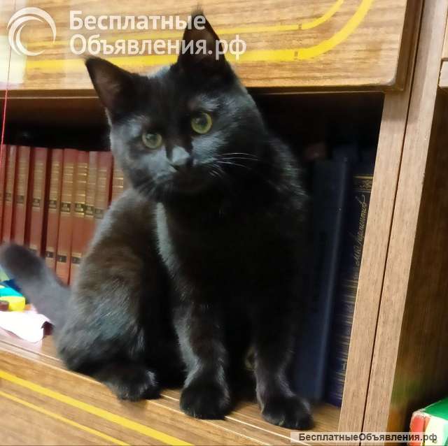 Очаровательные котята Василий и Багира ищут свои семьи