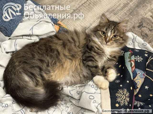 Очаровательные котята Василий и Багира ищут свои семьи