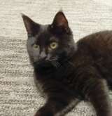 Очаровательные котята Василий и Багира ищут свои семьи