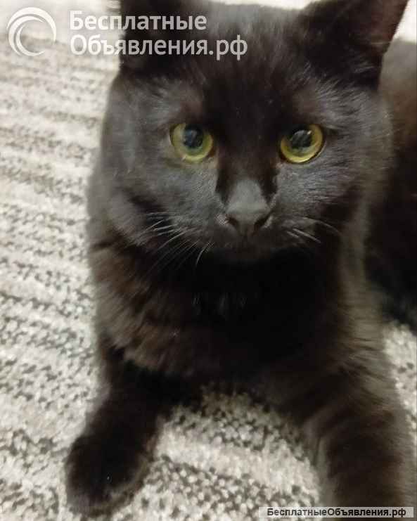 Очаровательные котята Василий и Багира ищут свои семьи