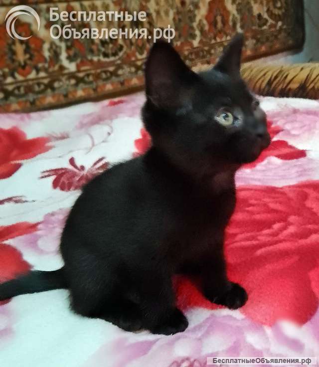 Отдам котят в добрые руки бесплатно