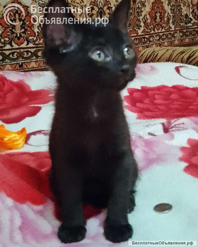 Отдам котят в добрые руки бесплатно