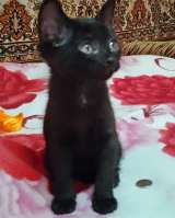 Отдам котят в добрые руки бесплатно