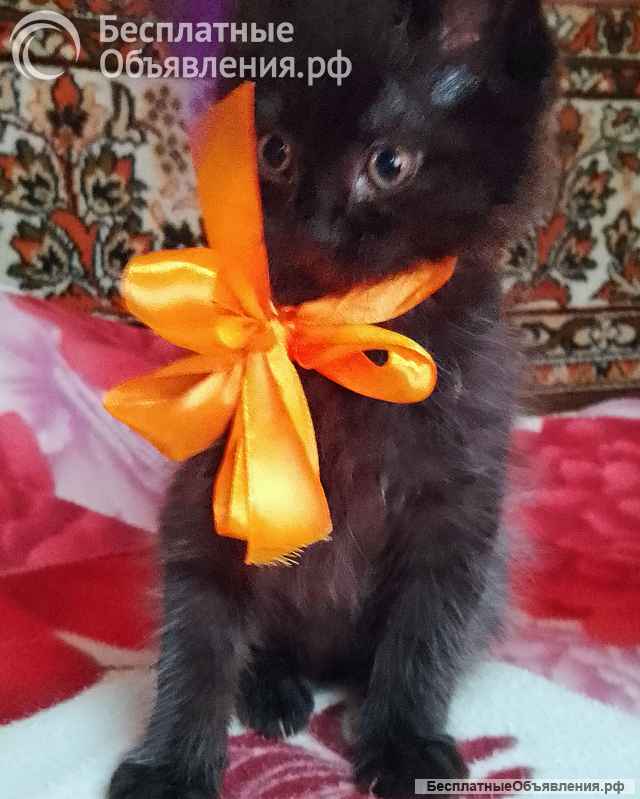 Отдам котят в добрые руки бесплатно