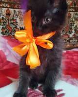 Отдам котят в добрые руки бесплатно