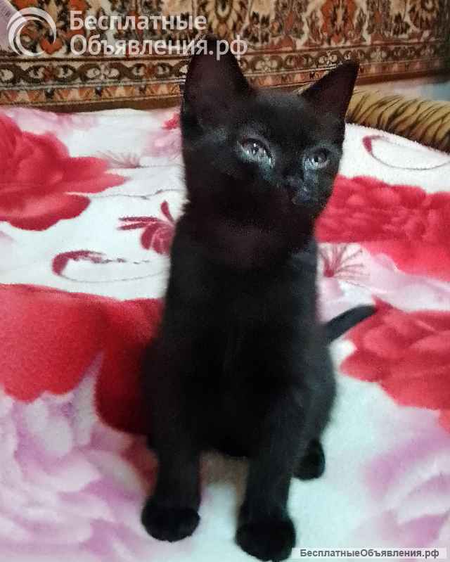 Отдам котят в добрые руки бесплатно