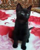 Отдам котят в добрые руки бесплатно