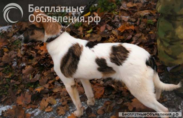 Солнышко Мила ищет семью