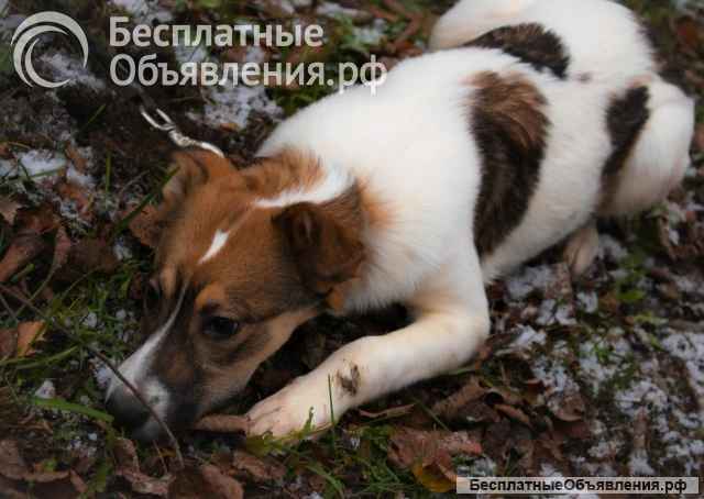 Солнышко Мила ищет семью