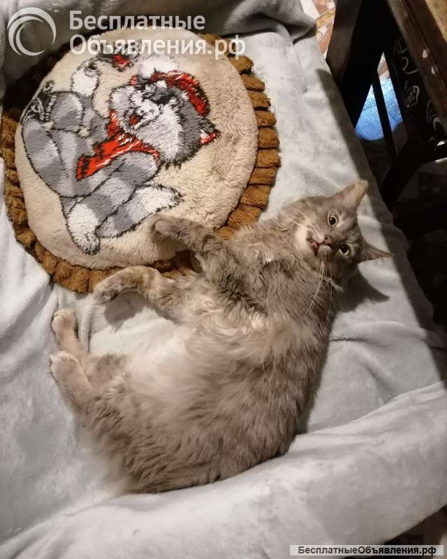 Котик - "рысик" ищет дом единственным котиком