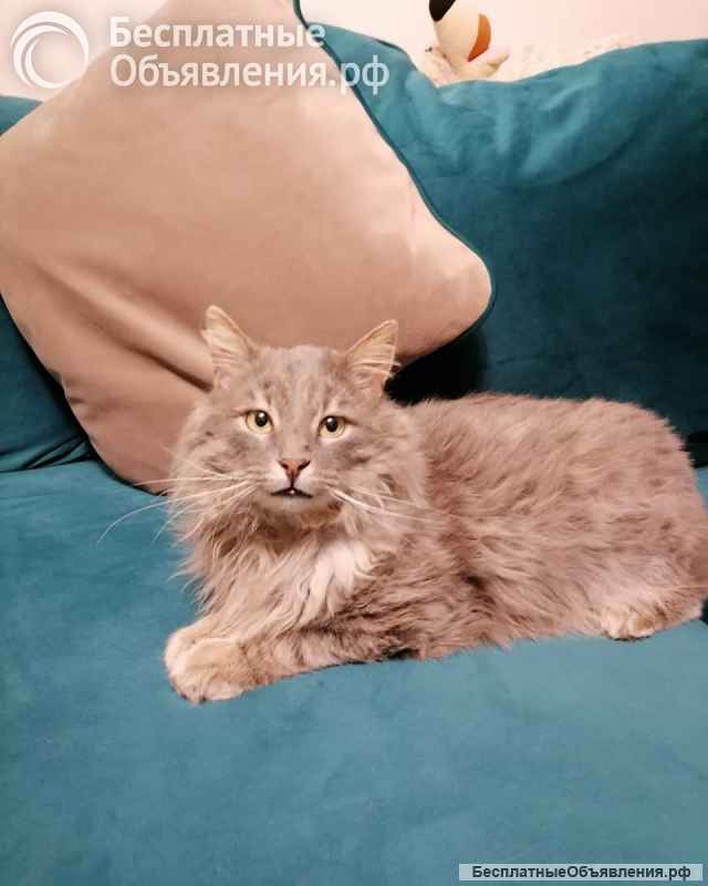 Котик - "рысик" ищет дом единственным котиком