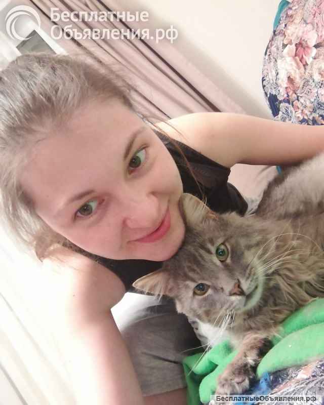 Котик - "рысик" ищет дом единственным котиком