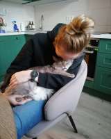 Котик - "рысик" ищет дом единственным котиком