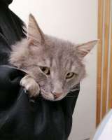 Котик - "рысик" ищет дом единственным котиком