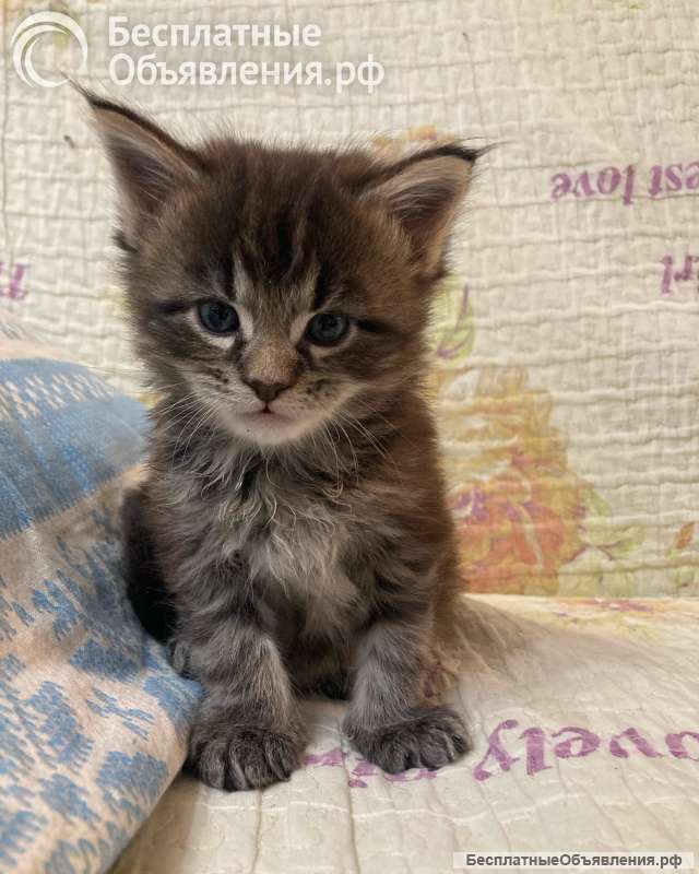 Котята породы мейн-кун