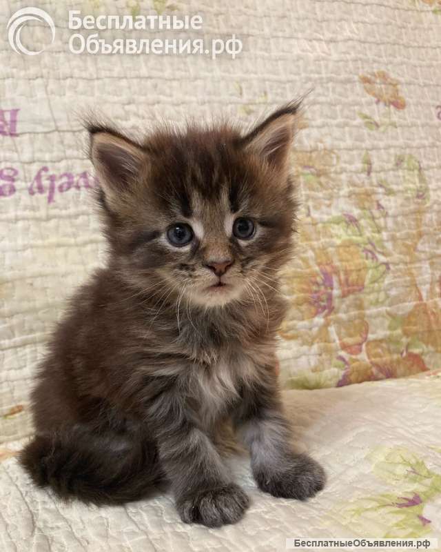 Котята породы мейн-кун