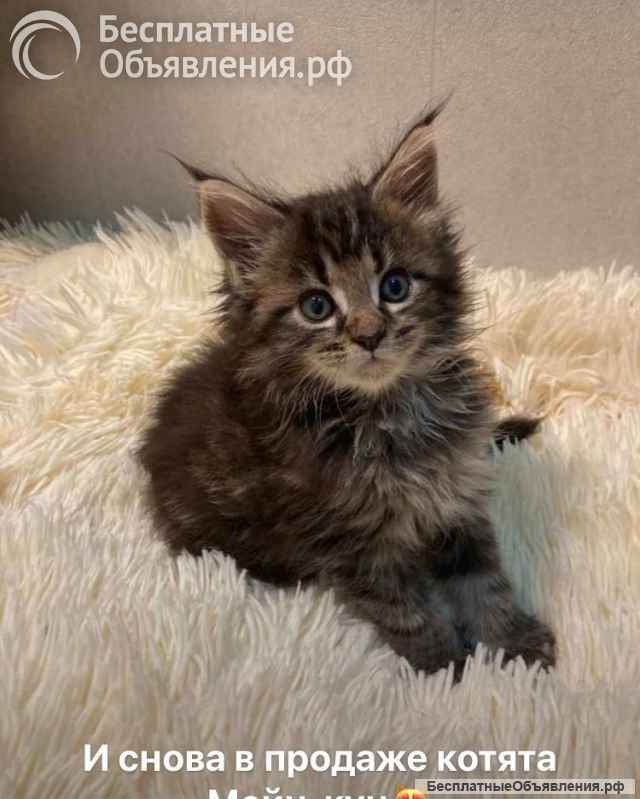 Котята породы мейн-кун
