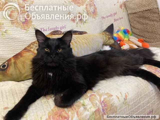 Котята породы мейн-кун