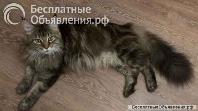 Котята породы мейн-кун