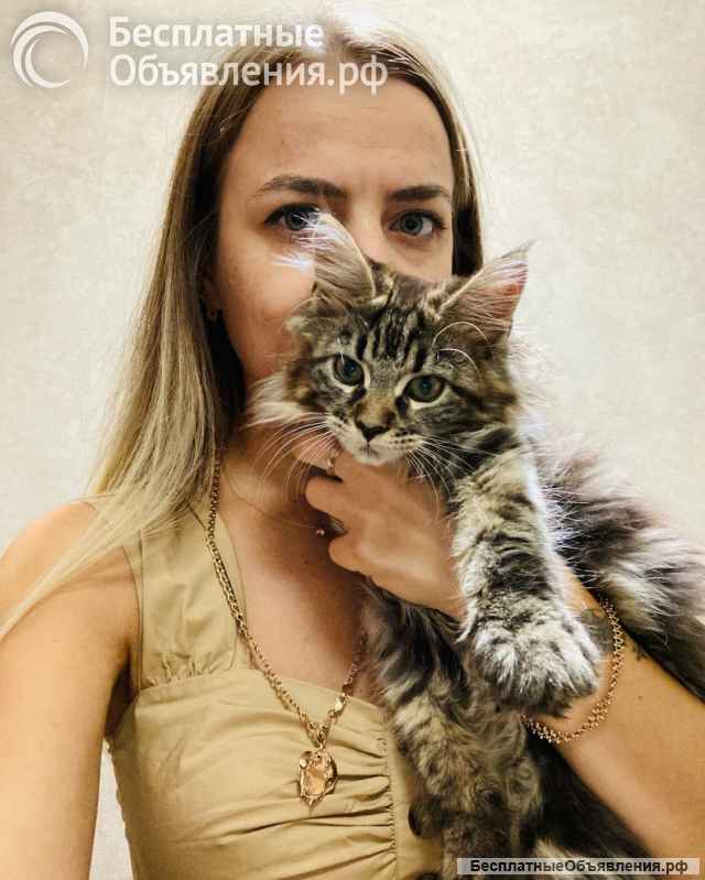 Котята породы мейн-кун