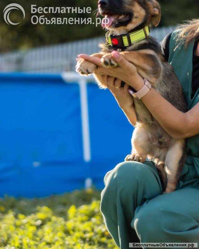 Щенки ищут дом