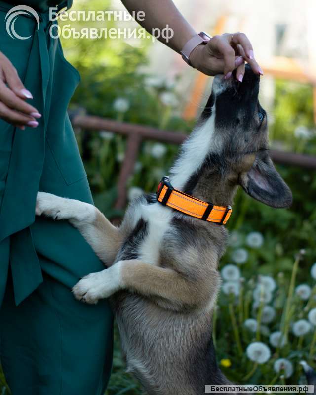 Щенки ищут дом