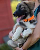 Щенки ищут дом