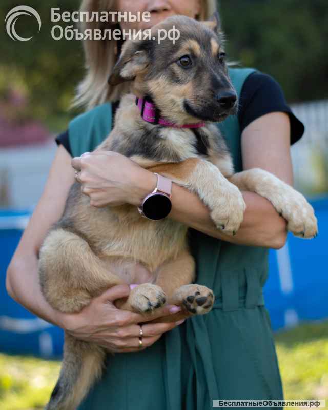 Щенки ищут дом